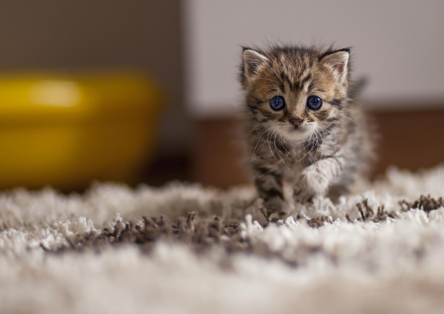 carta da parati gatto carino,gatto,gatti di piccola e media taglia,barba,felidae,gattino