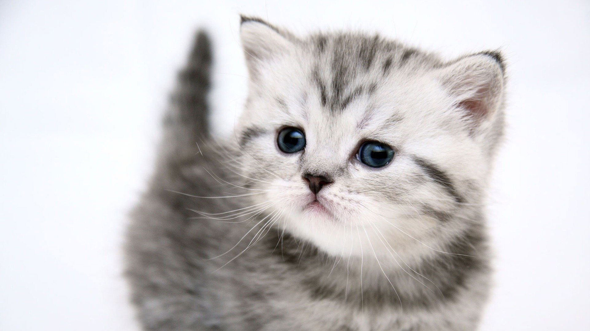 lindo gato fondo de pantalla,gato,gatos pequeños a medianos,felidae,bigotes,gatito