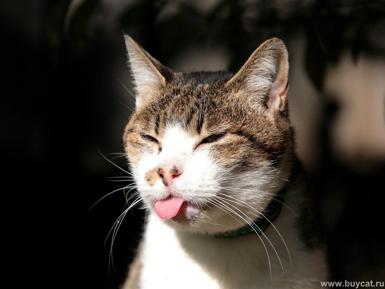 süße katze tapete,katze,schnurrhaare,kleine bis mittelgroße katzen,felidae,schnauze