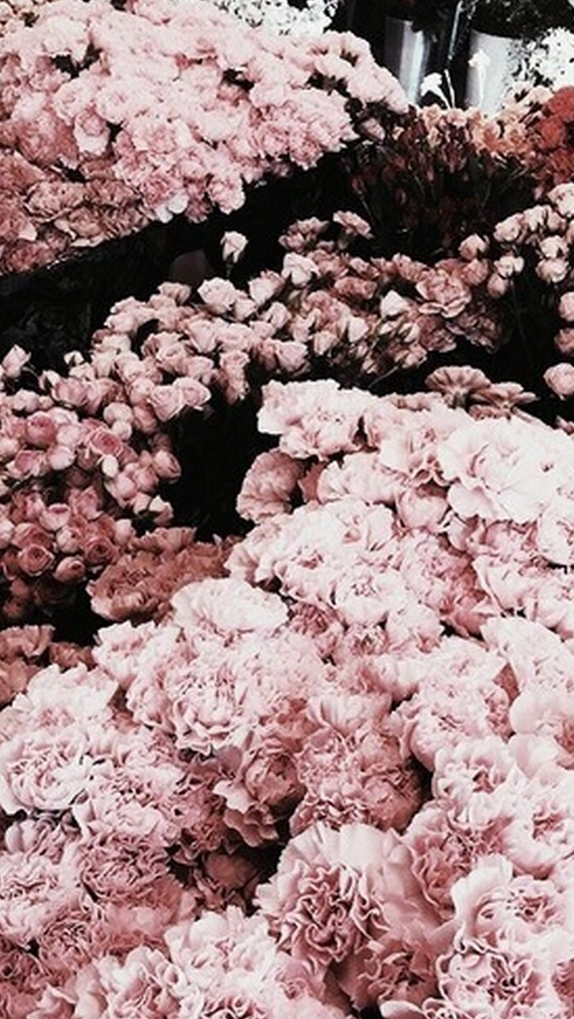 papier peint en or rose,rose,fleur,hortensia,plante,hortensias