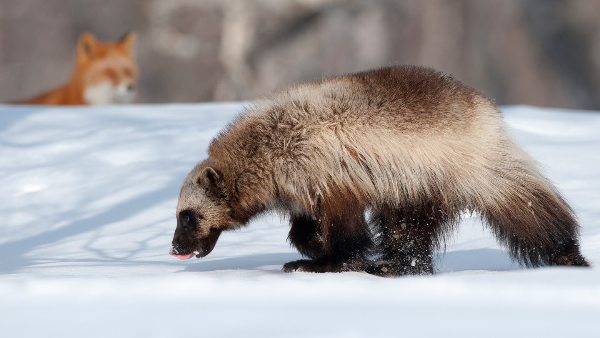 fond d'écran wolverine,faune,grizzly,ours brun,animal terrestre,museau