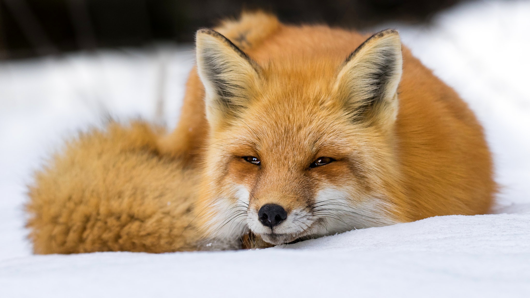 2048x1152 fond d'écran,renard rouge,renard,faune,museau,renard véloce