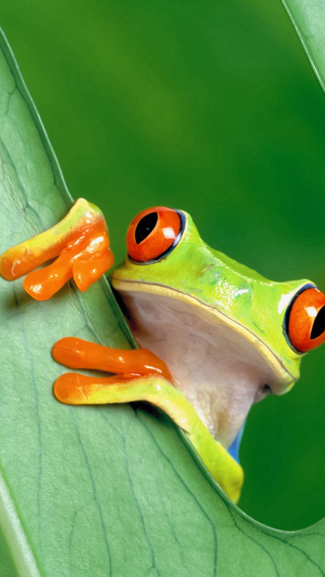 funny iphone wallpapers,tree frog,agalychnis,frog,red eyed tree frog,tree frog