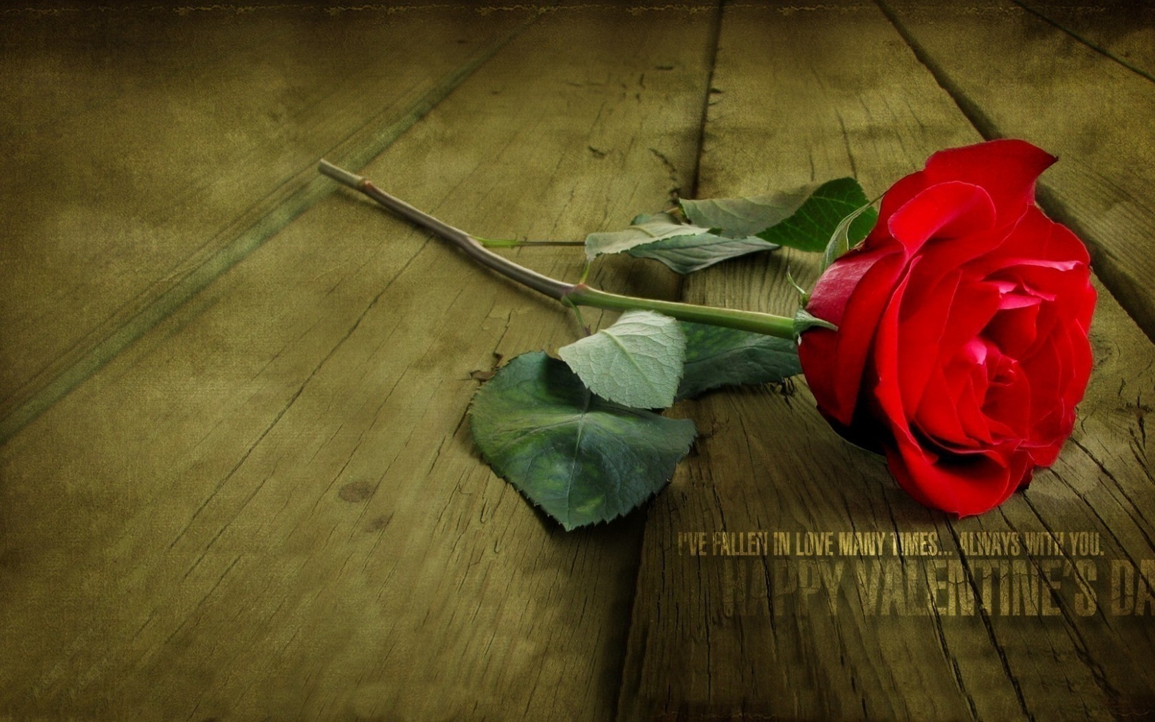 wallpaper download hd love,red,garden roses,rose,flower,still life photography