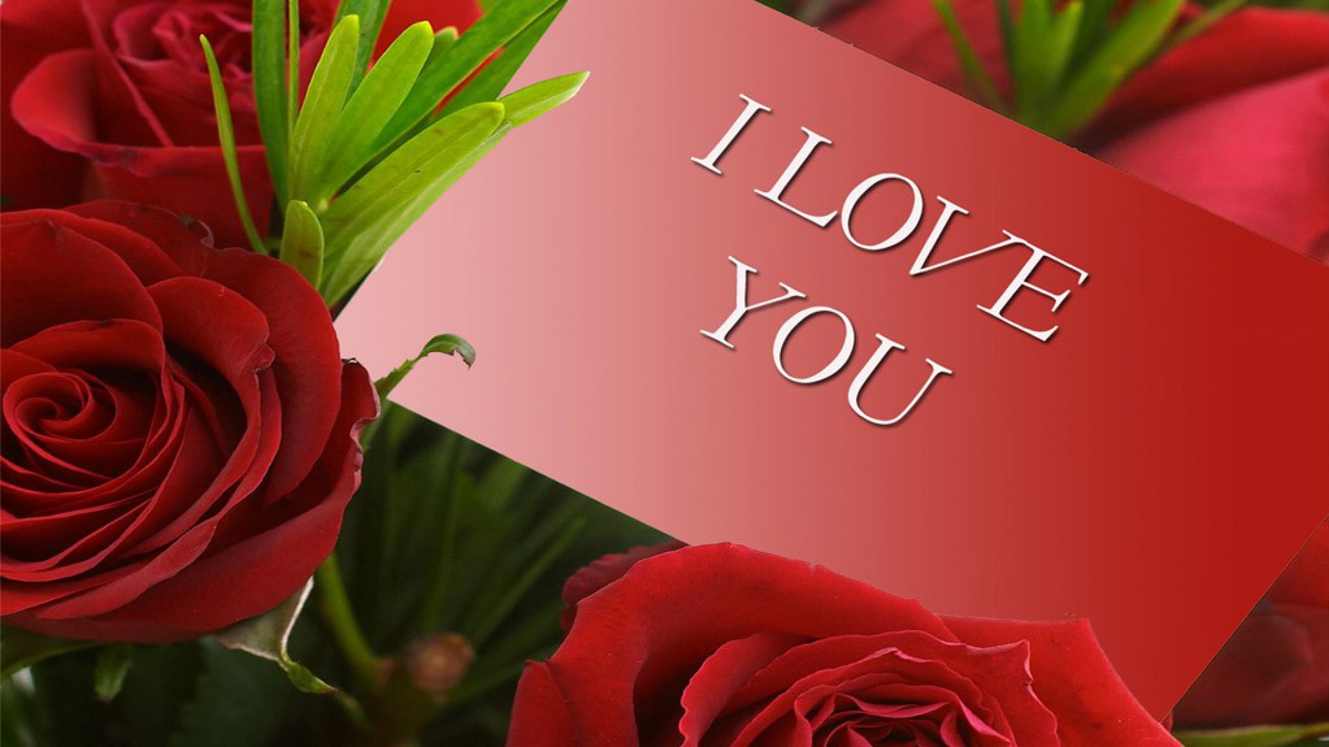 wallpaper download hd love,flower,red,garden roses,petal,floristry