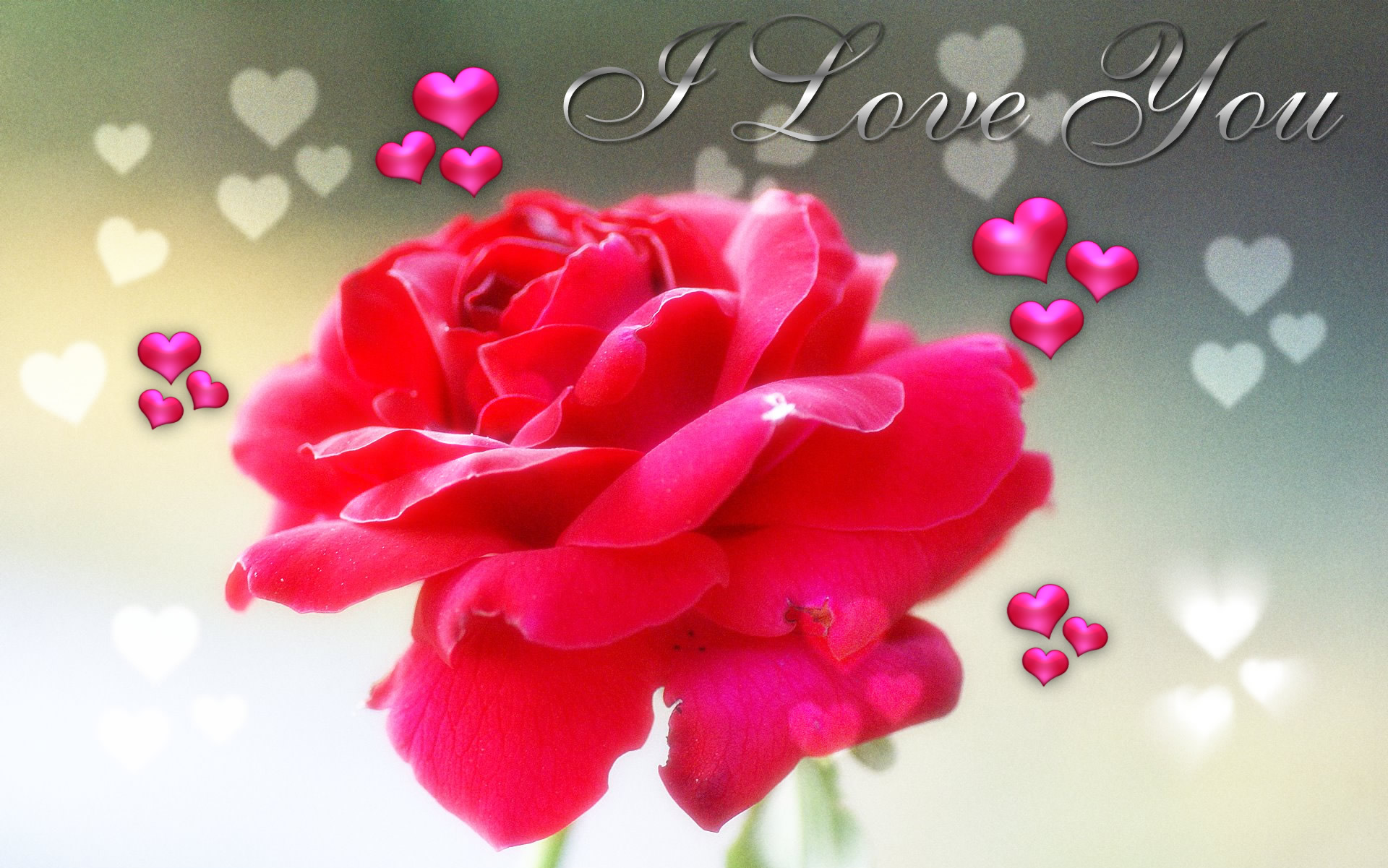 wallpaper download hd love,petal,pink,red,flower,valentine's day