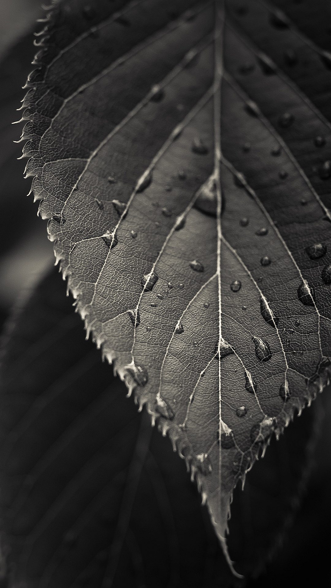 サムスンのモバイル壁紙のhd,葉,自然,水,黒と白,モノクロ写真