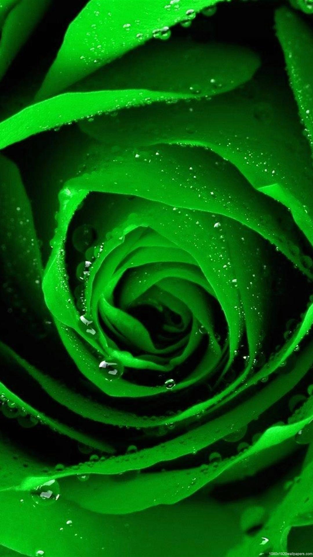 Unbelievable Collection of Over 999 Green Rose Images in Full 4K Resolution