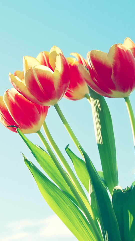 mobile wallpapers hd for samsung,flowering plant,flower,petal,tulip,plant