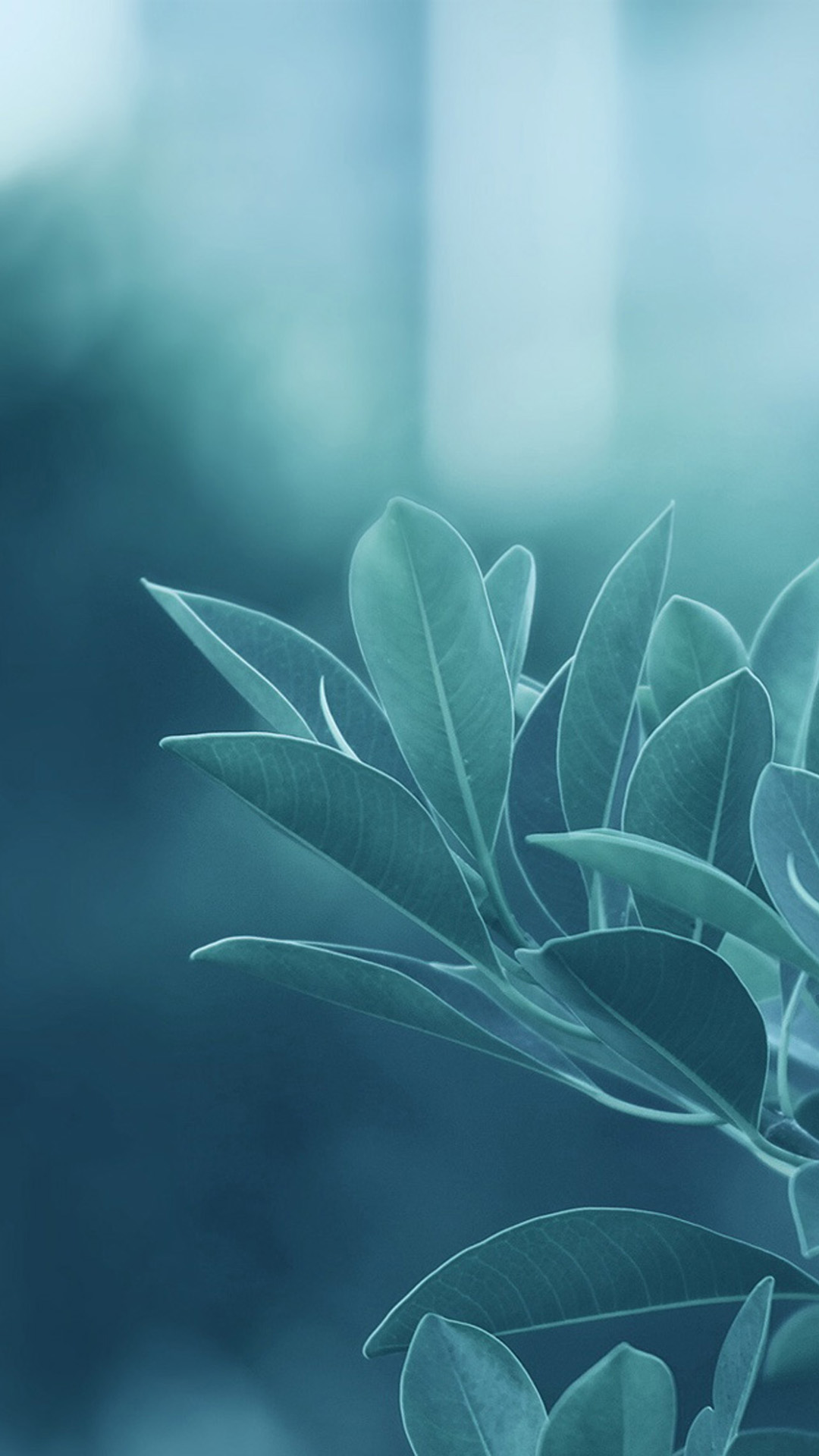 fonds d'écran mobiles hd pour samsung,bleu,vert,feuille,plante,turquoise