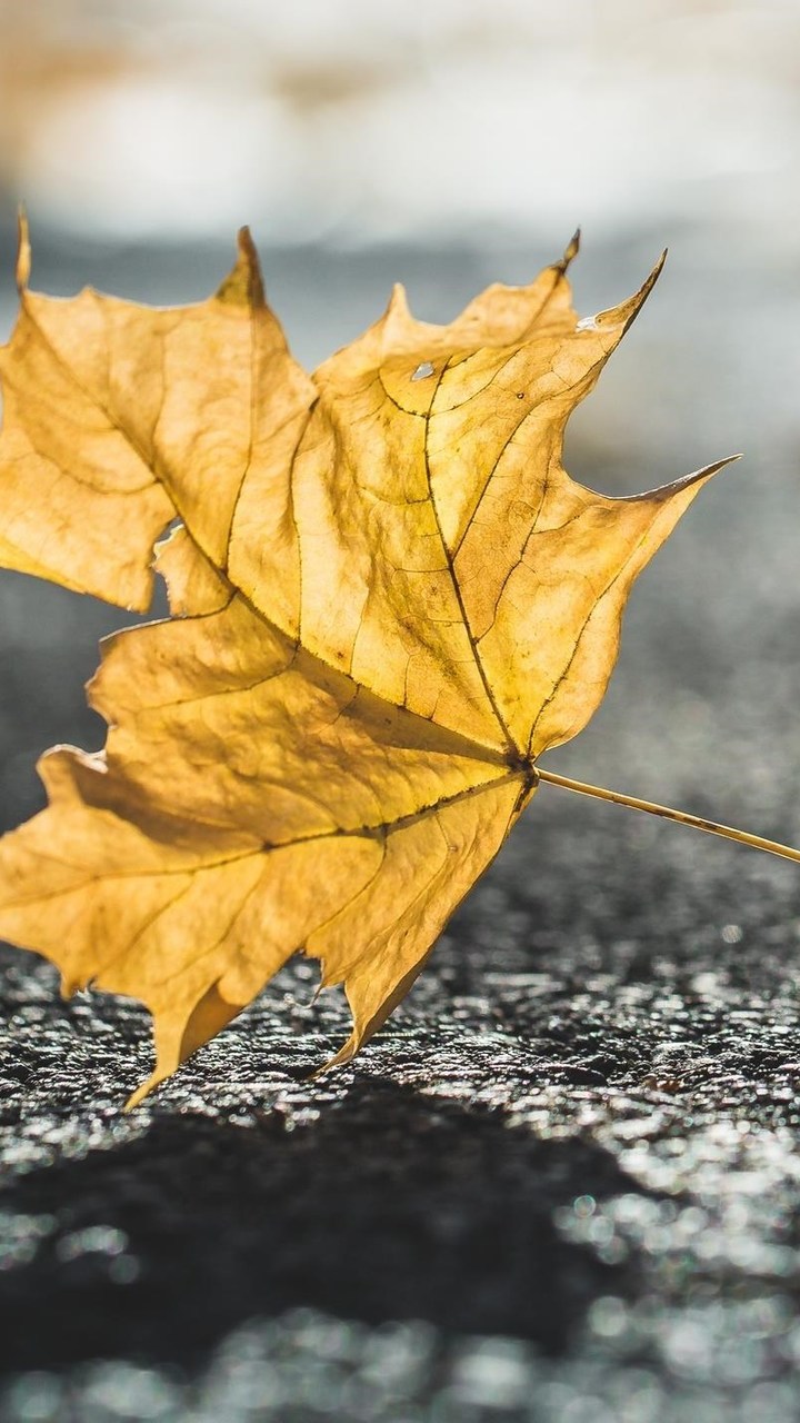 fondos de pantalla móviles hd para samsung,hoja,árbol,hoja de arce,amarillo,planta