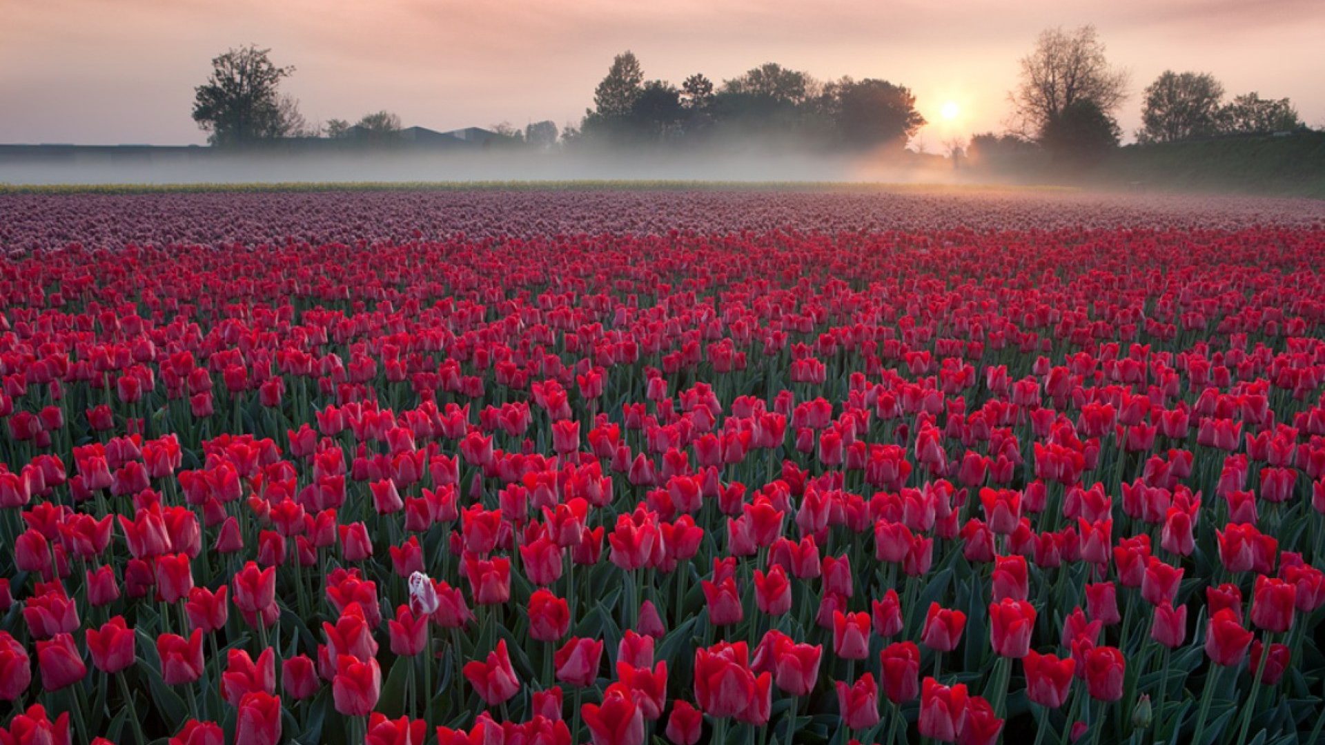fondos de pantalla móviles hd para samsung,flor,tulipán,rojo,campo,planta