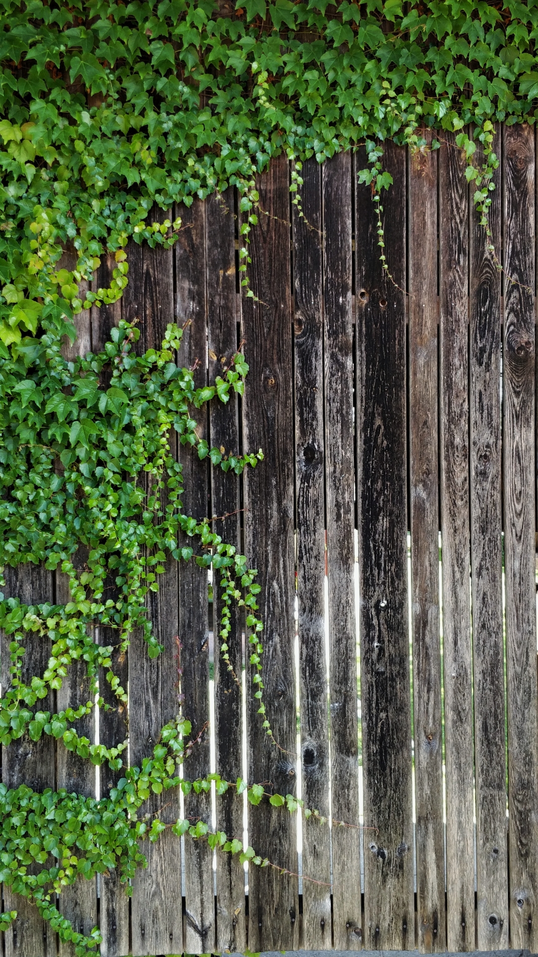 fond d'écran samsung j7,vert,arbre,plante,clôture,mur