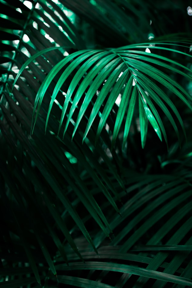 fond d'écran whatsapp,vert,la nature,lumière,arbre,plante