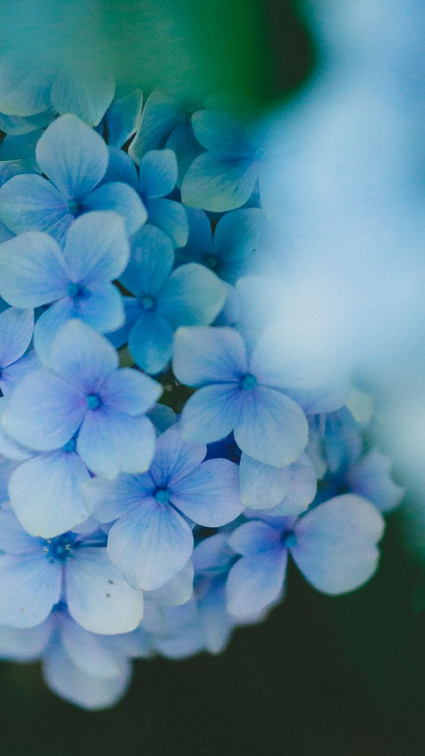 fond d'écran whatsapp,bleu,fleur,pétale,plante,plante à fleurs