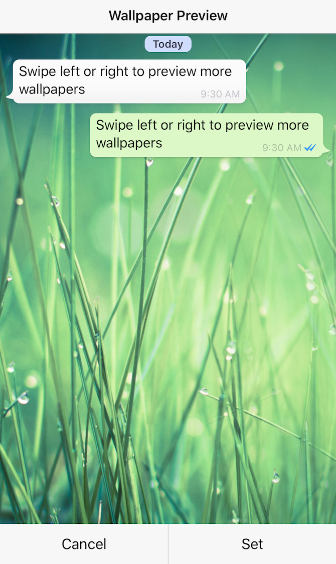 whatsapp fondo de pantalla,césped,verde,planta,texto,familia de la hierba