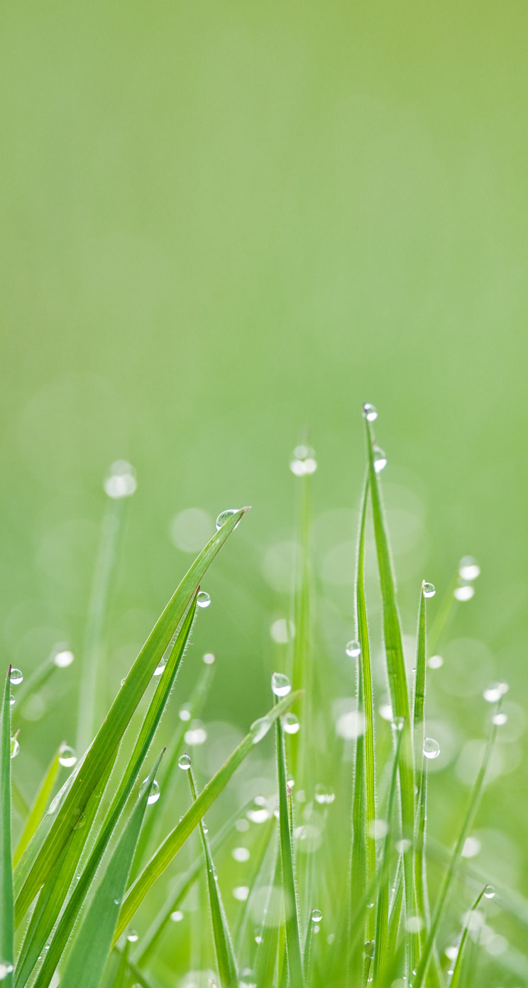 fond d'écran whatsapp,humidité,rosée,l'eau,la nature,herbe