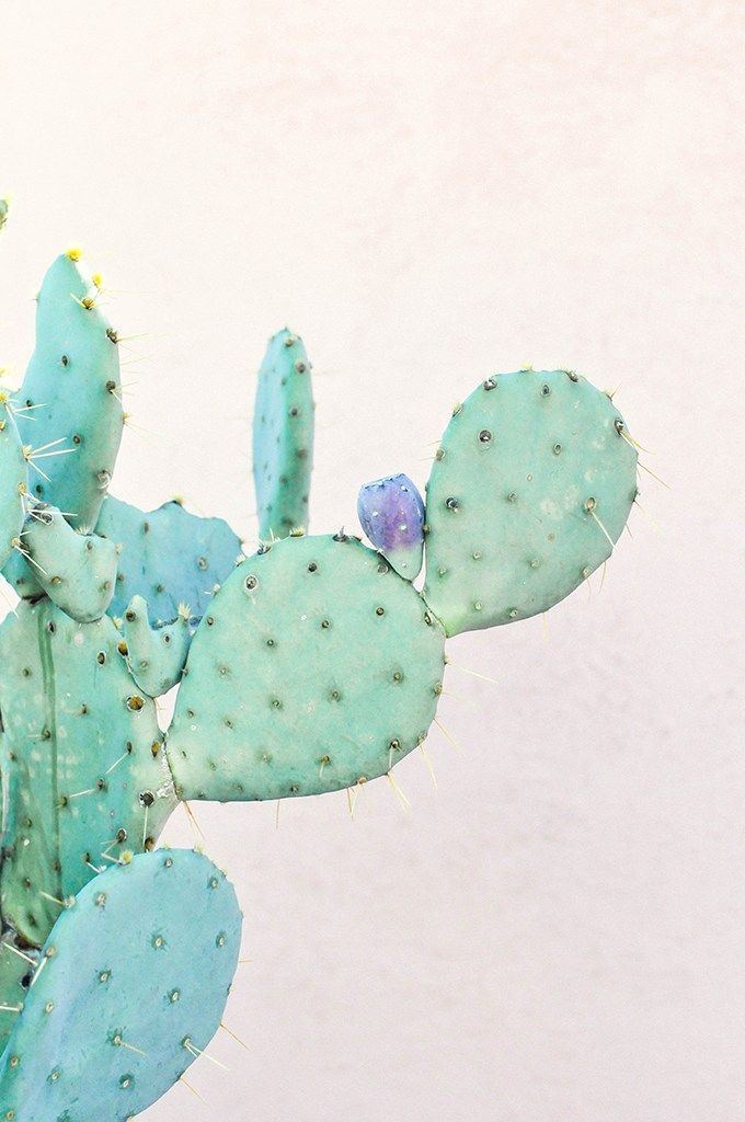 carta da parati cactus,cactus,blu,verde,barbary fig,turchese