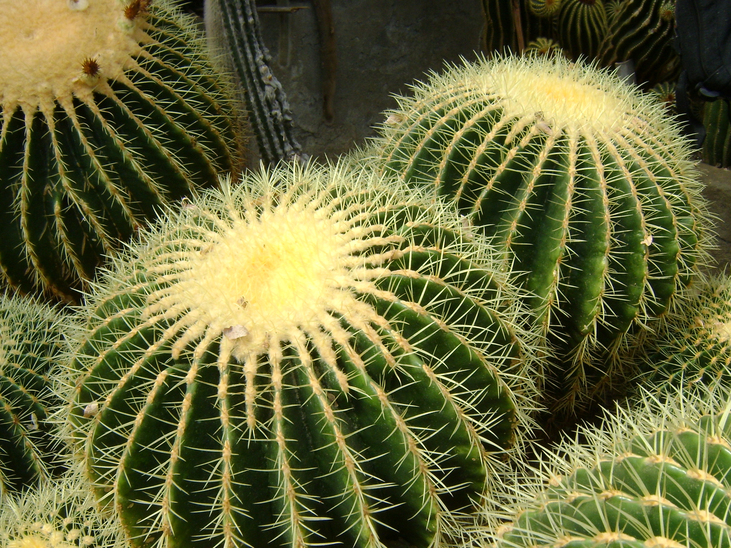 papel tapiz de cactus,cactus,espinas,planta,flor,cactus de flores grandes