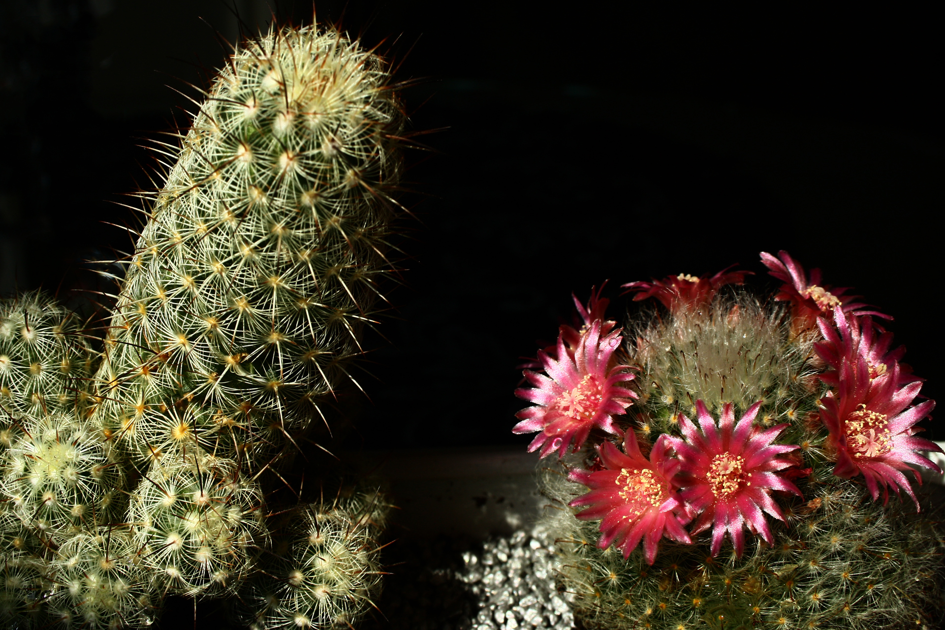 papel tapiz de cactus,cactus,espinas,flor,planta,higo chumbo