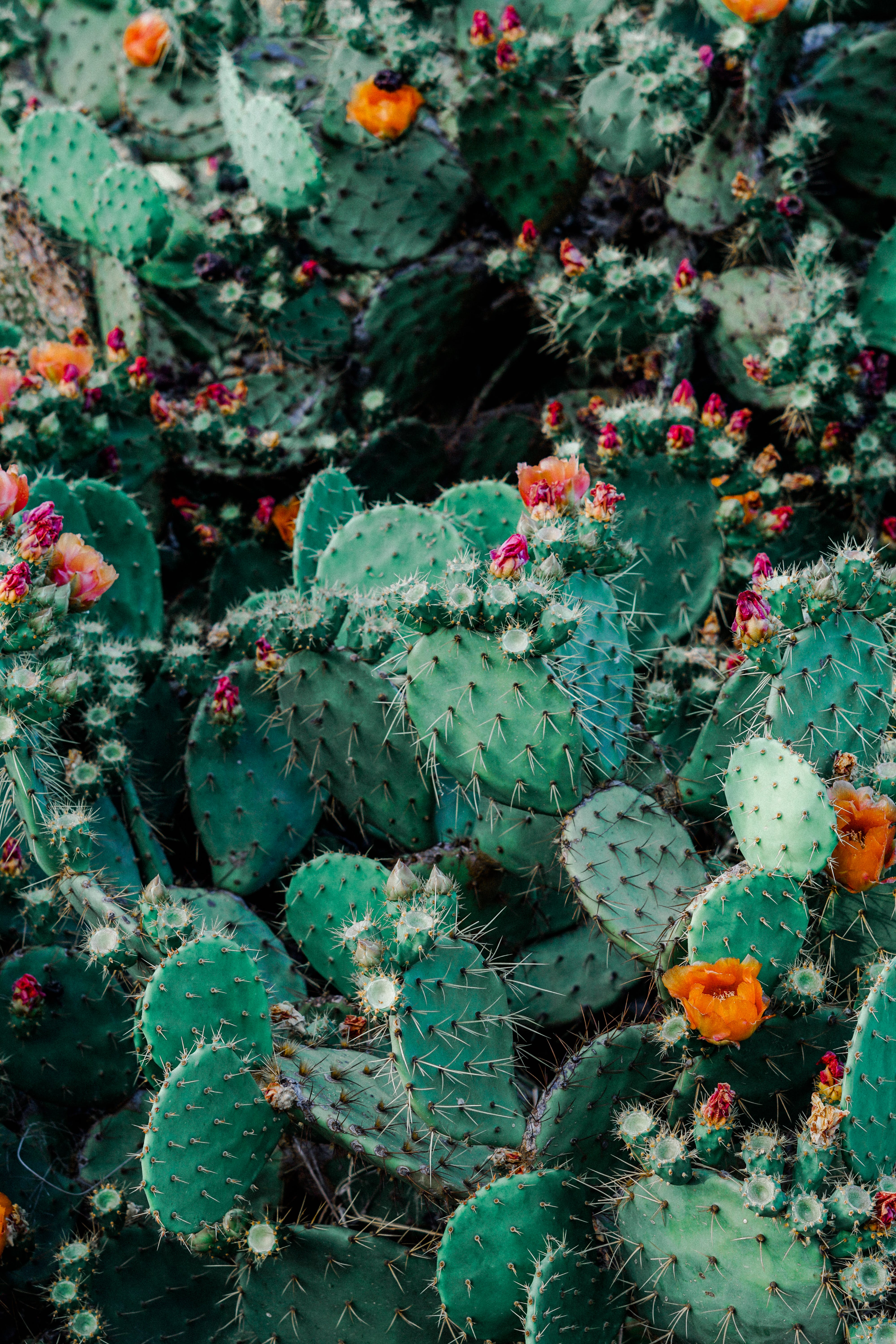 cactus wallpaper,cactus,plant,flower,thorns, spines