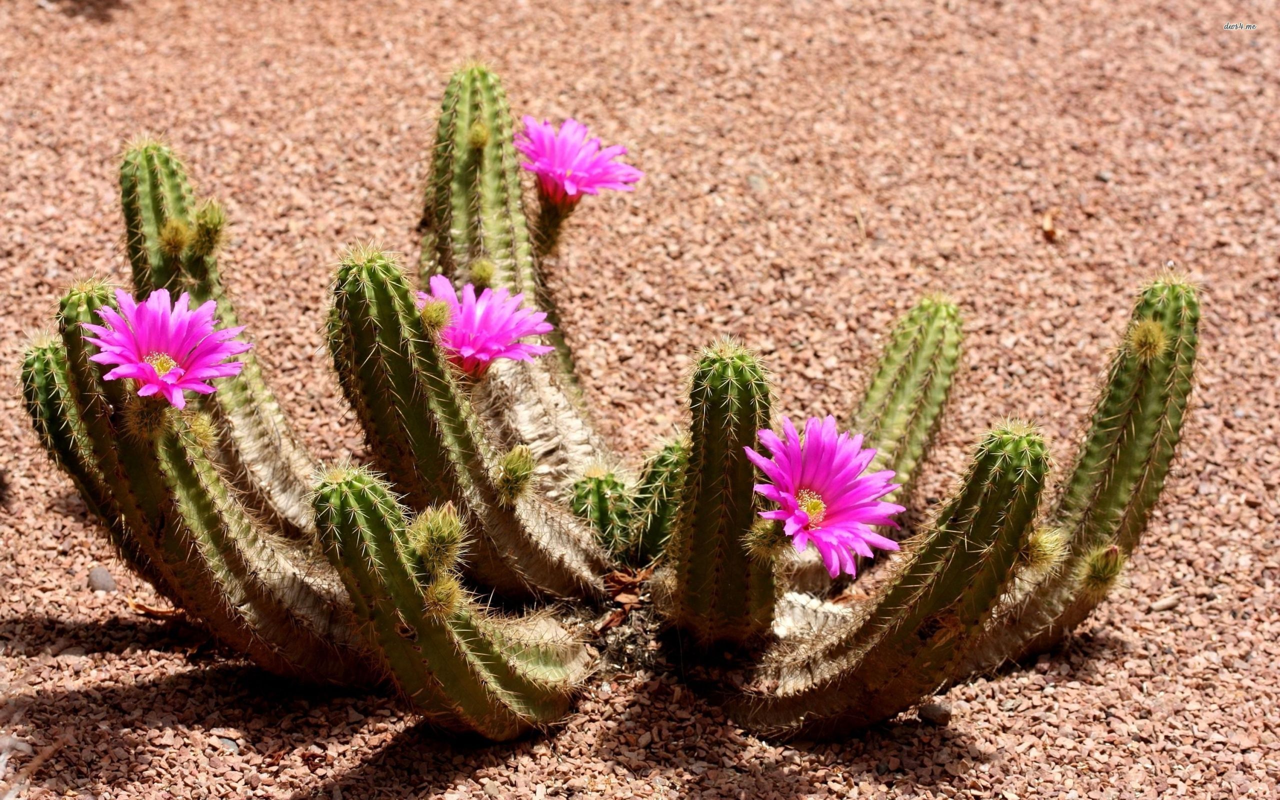 papel tapiz de cactus,flor,cactus,planta,planta floreciendo,cactus san pedro