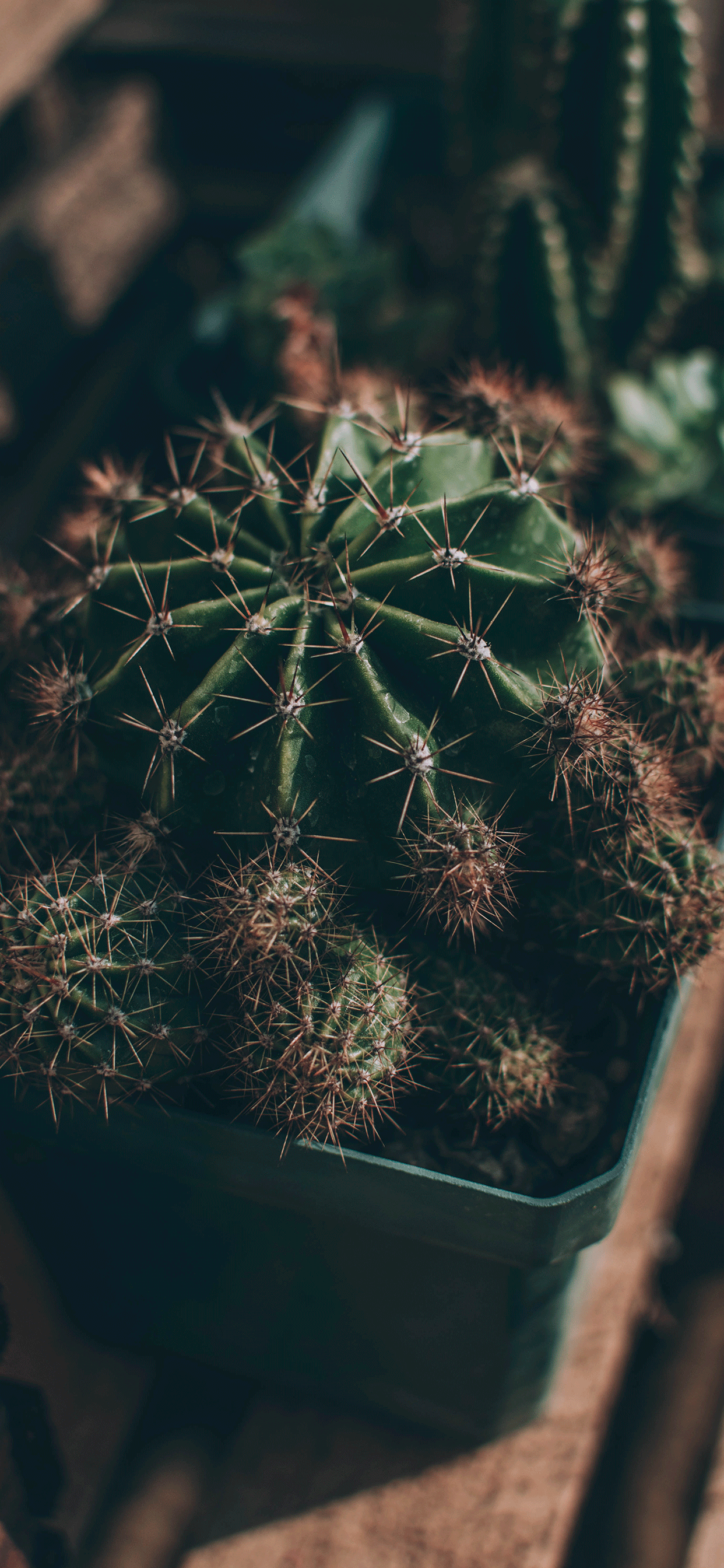 fond d'écran cactus,cactus,les épines,plante,fleur,feuille