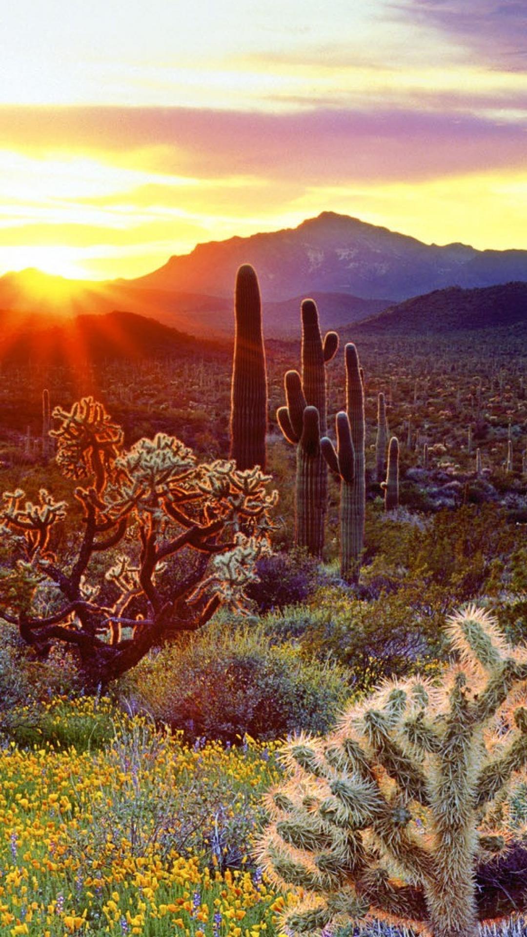 carta da parati cactus,saguaro,natura,paesaggio naturale,cactus,paesaggio