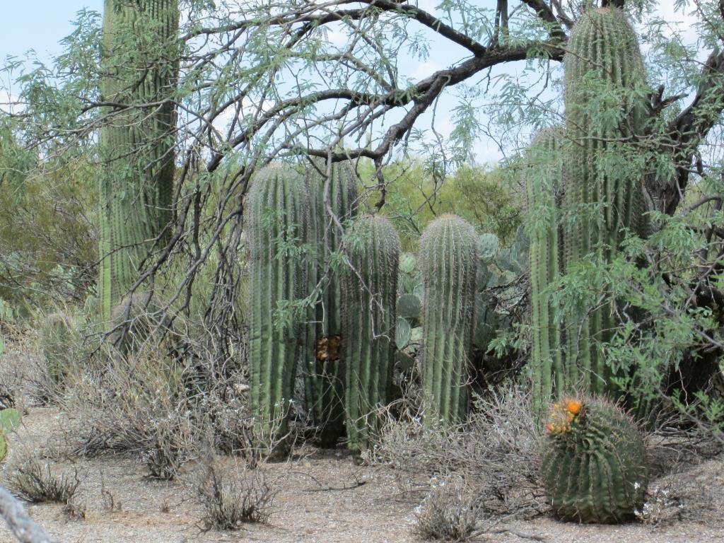 carta da parati cactus,saguaro,cactus di san pedro,pianta,shrubland,albero