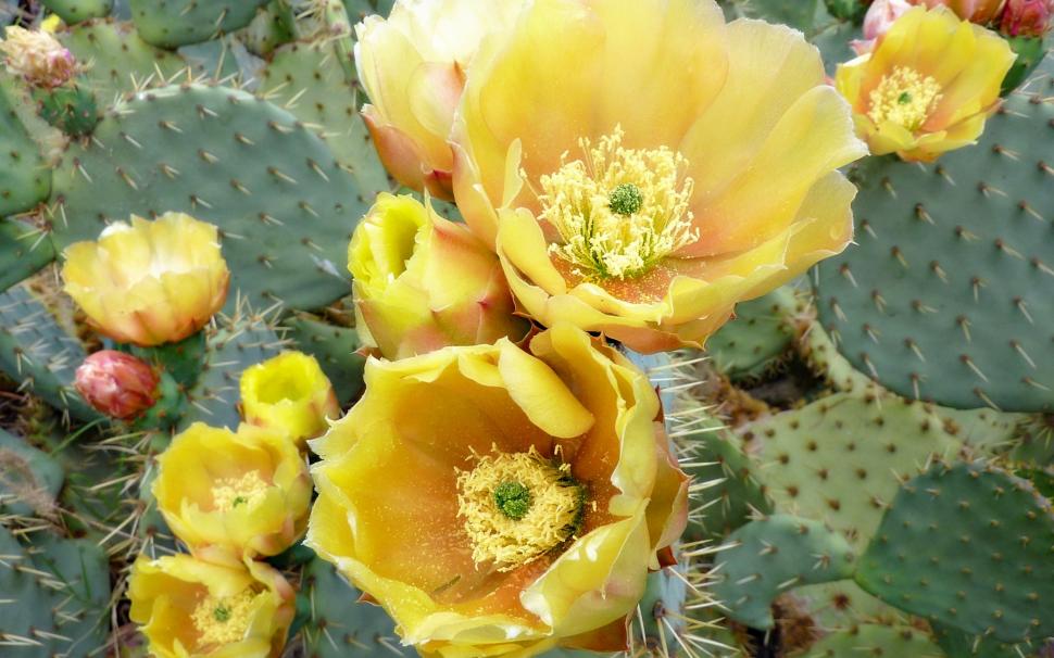 cactus wallpaper,cactus,prickly pear,flower,eastern prickly pear,barbary fig