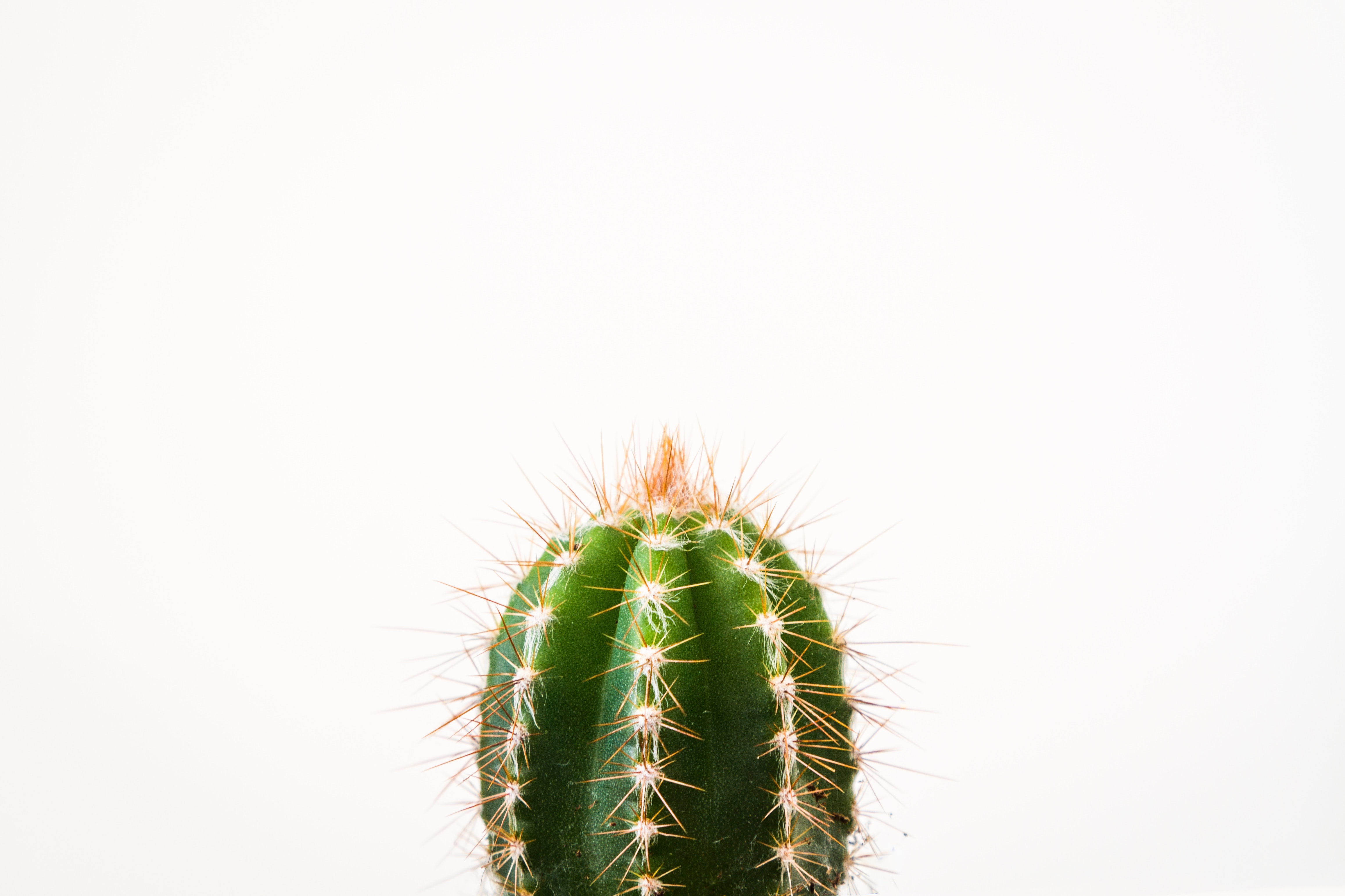 carta da parati cactus,cactus,pianta,spine,avvicinamento,fiore