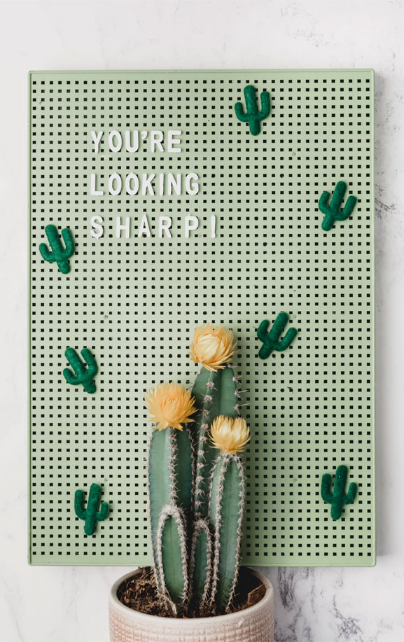 fond d'écran cactus,cactus,vert,plante d'appartement,plante,pot de fleur