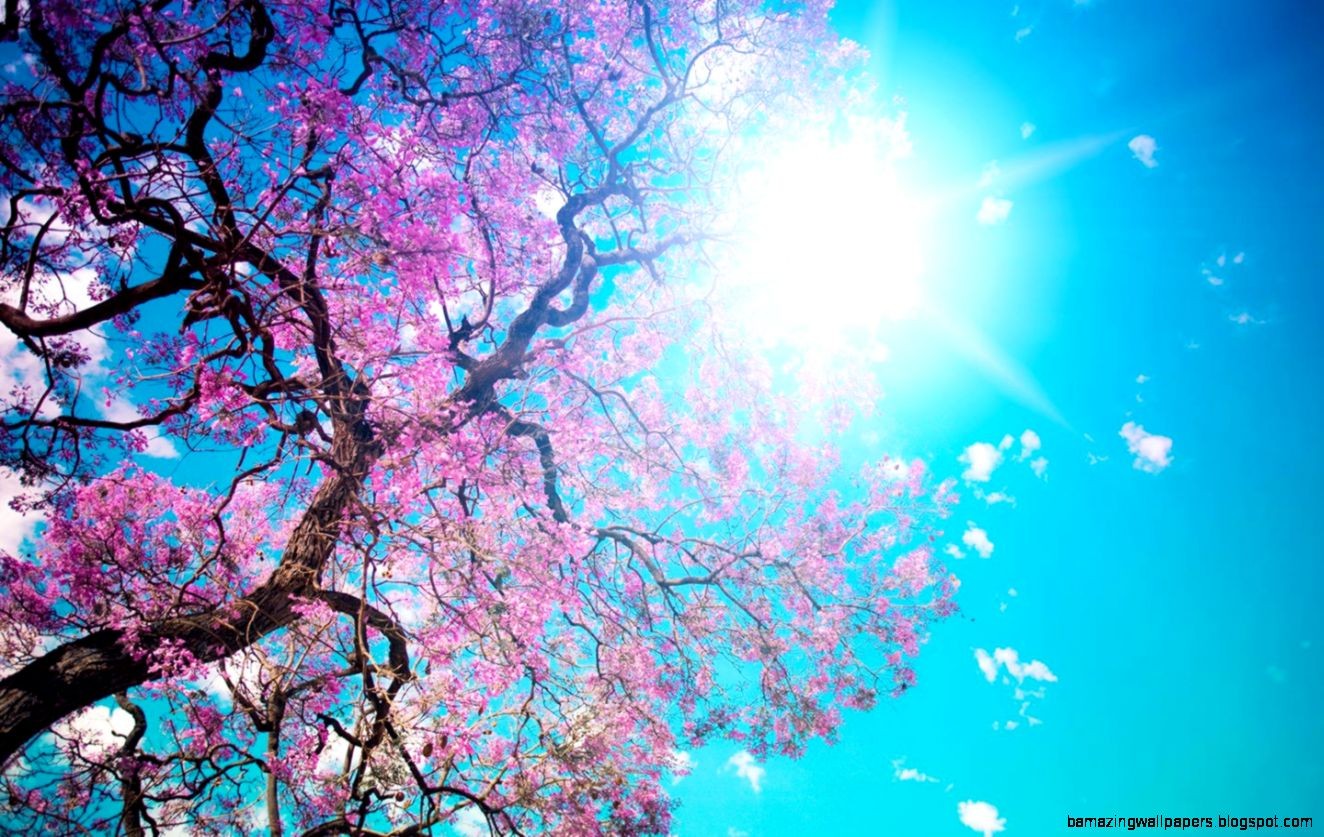 pinterest wallpaper,blue,sky,blossom,spring,cherry blossom