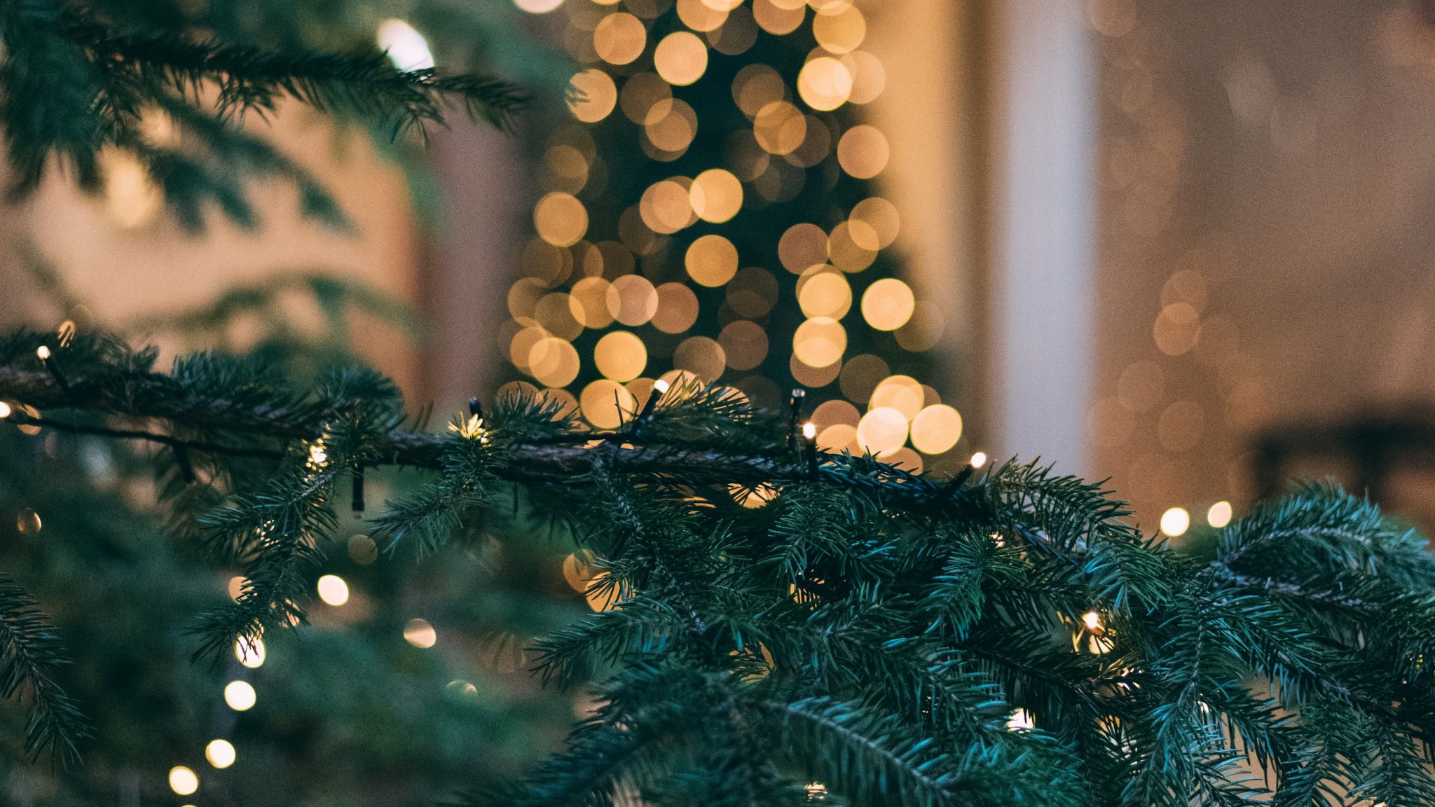 feliz año nuevo fondo de pantalla,árbol,abeto de colorado,árbol de navidad,navidad,decoración navideña