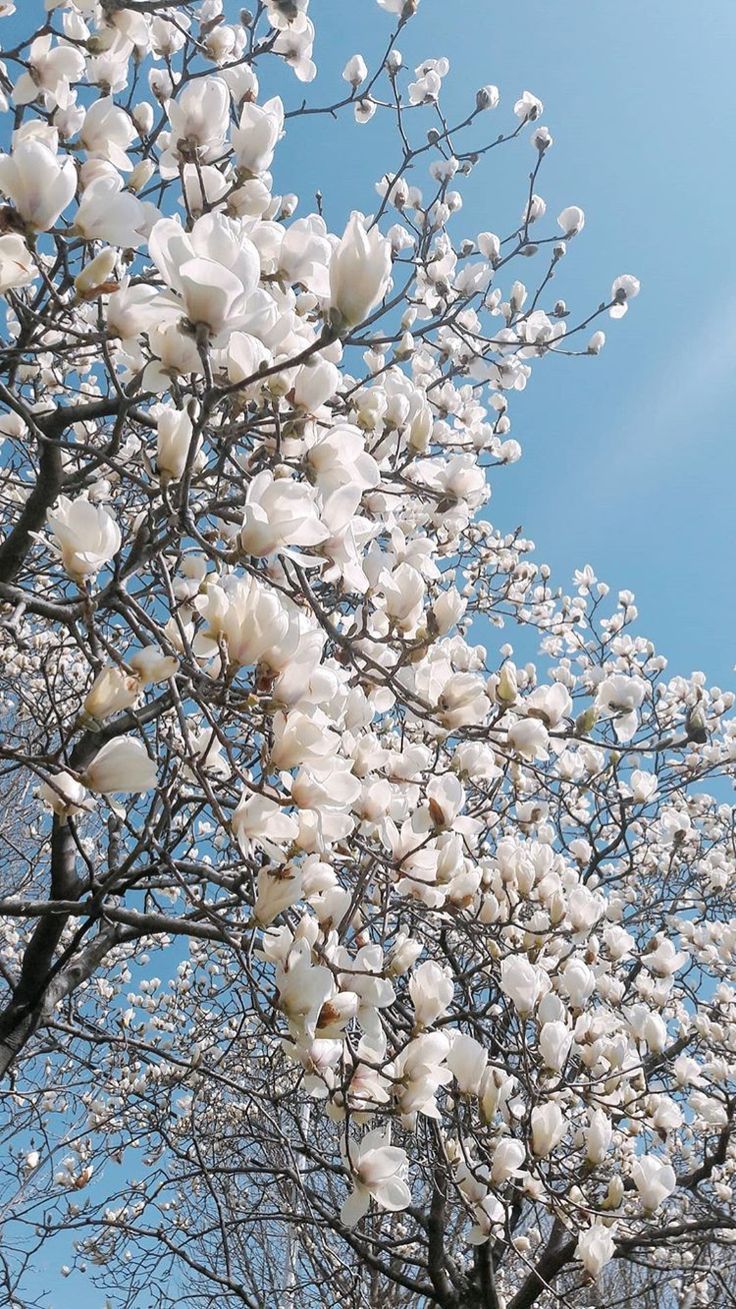 fondo de pantalla de pinterest,árbol,flor,florecer,planta,primavera