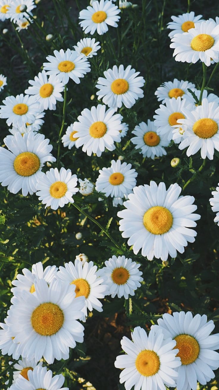 pinterest wallpaper,flower,flowering plant,oxeye daisy,daisy,marguerite daisy