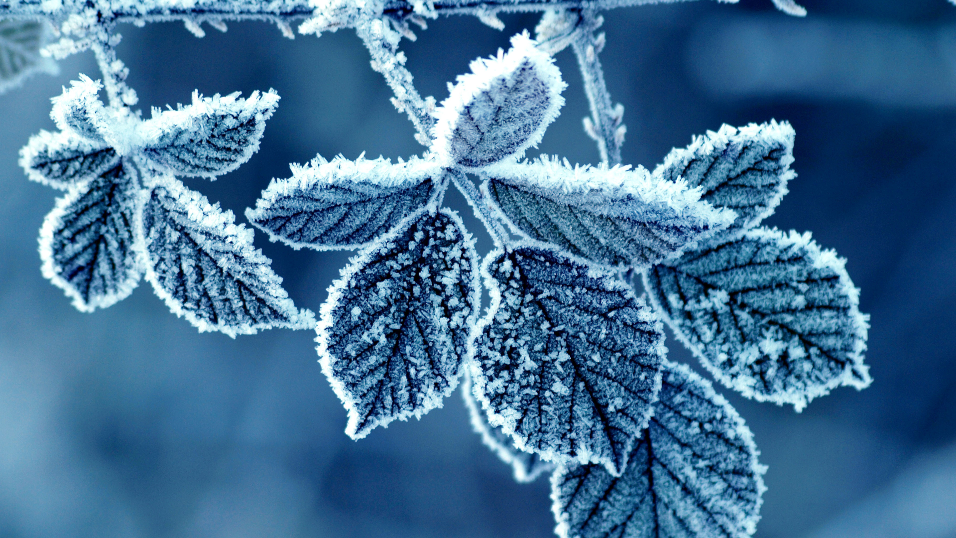 your name wallpaper,frost,blue,leaf,freezing,winter