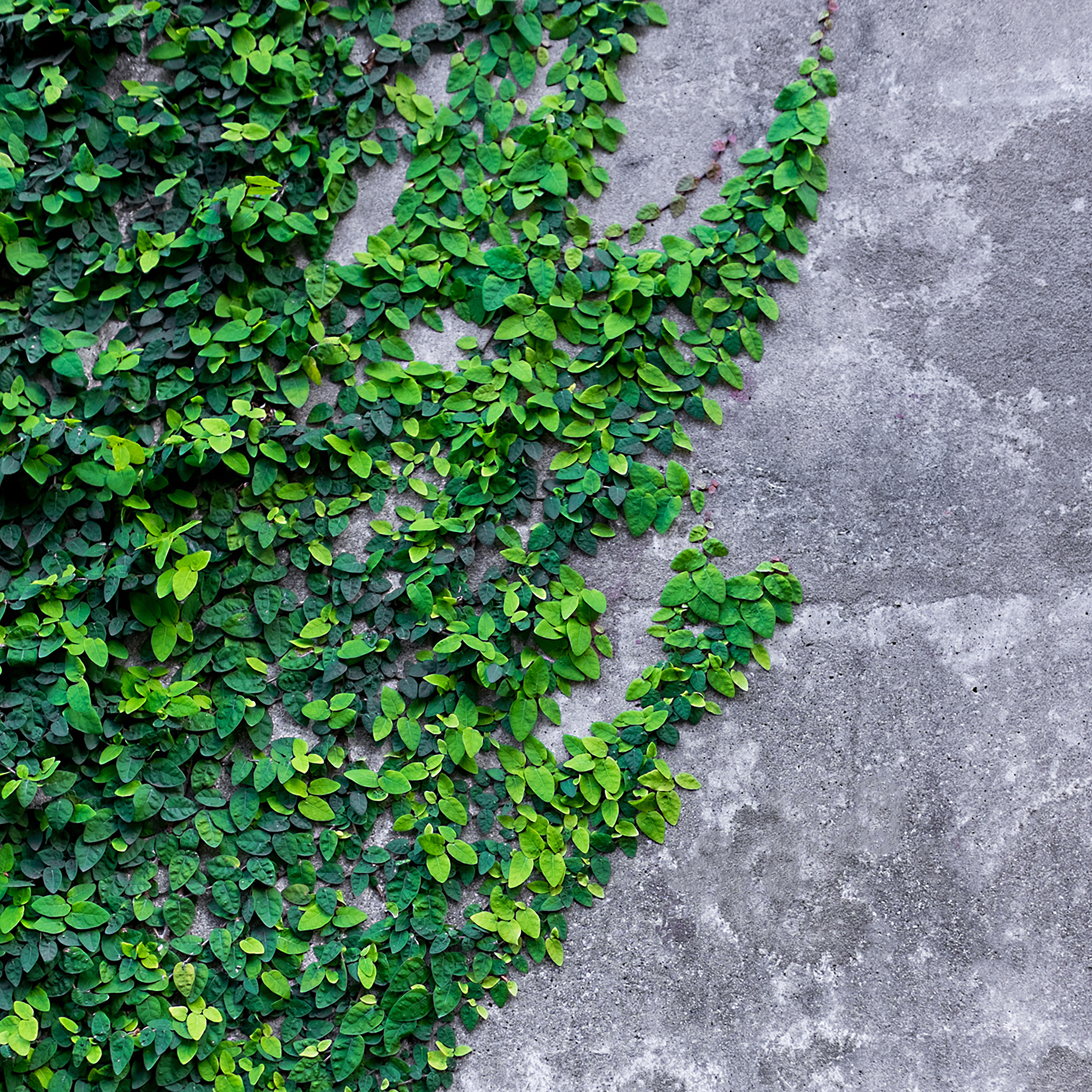 ios 10 wallpaper,green,ivy,wall,plant,leaf