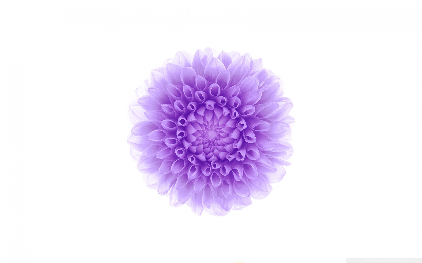 fond d'écran ios 10,violet,violet,fleur,lavande,lilas