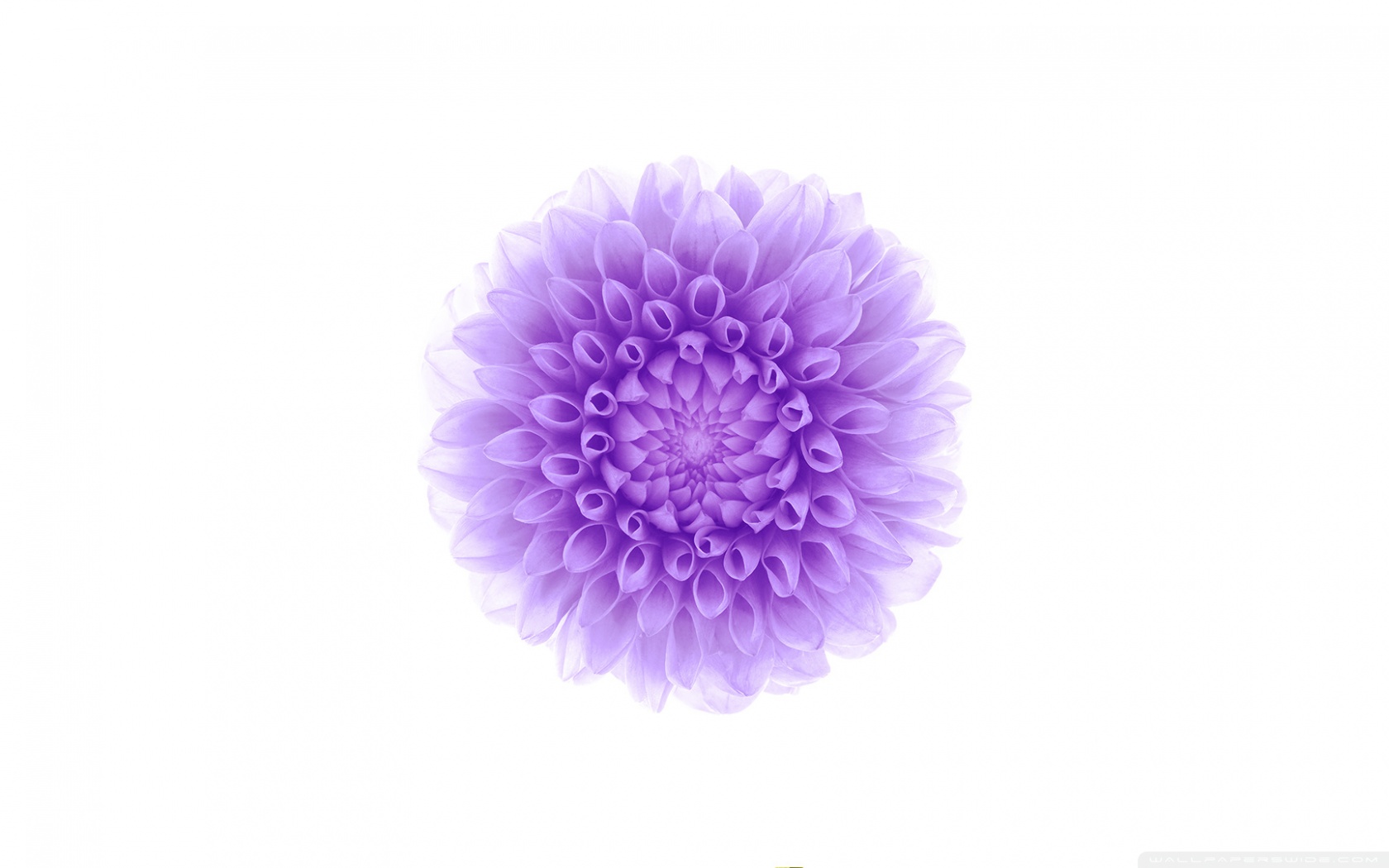 ios 10 fondo de pantalla,violeta,púrpura,flor,lavanda,lila