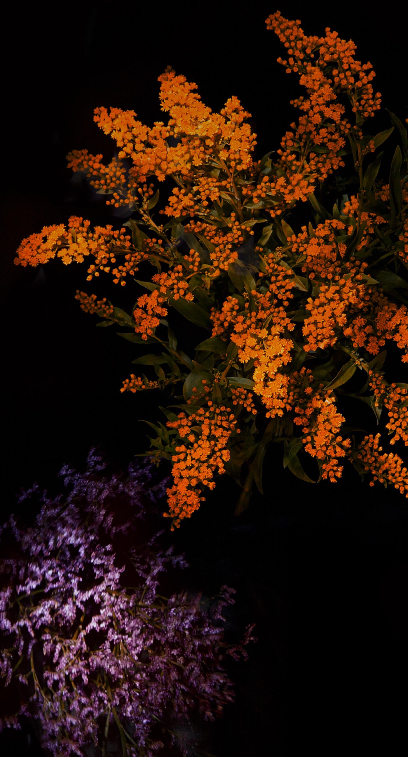 fond d'écran ios 10,arbre,feuille,plante,fleur,orange