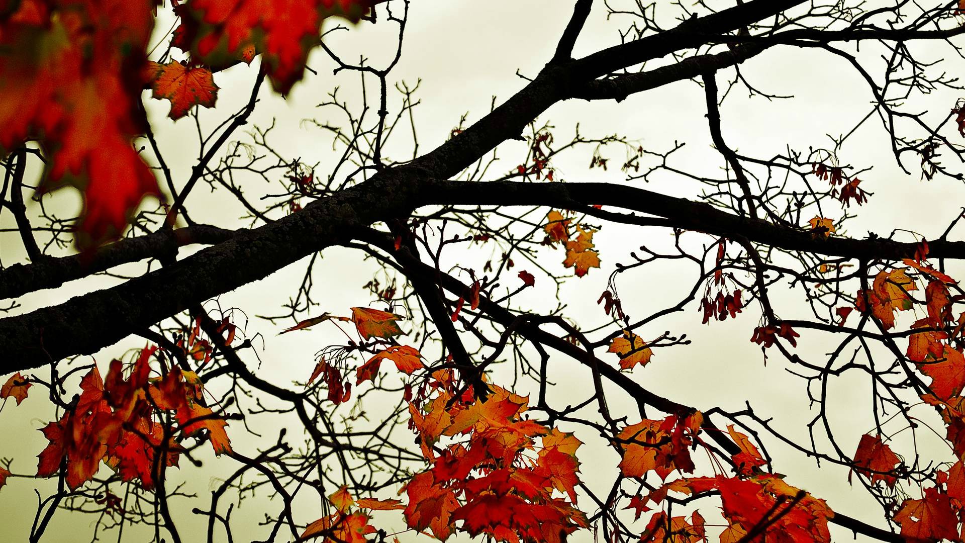 wallpaper keren hd,tree,branch,leaf,twig,red