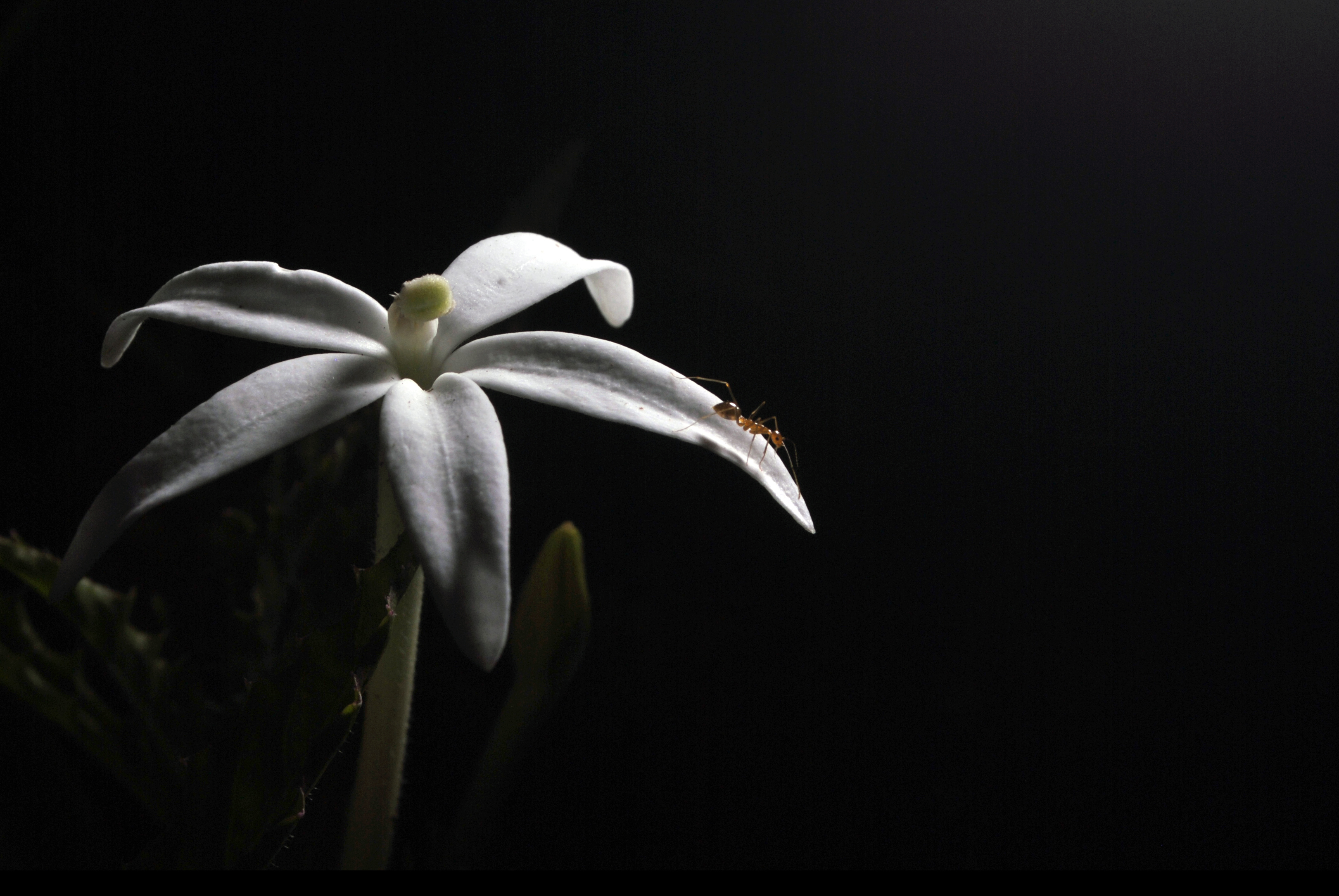 fondo de pantalla hitam,blanco,negro,fotografía de naturaleza muerta,en blanco y negro,fotografía monocroma