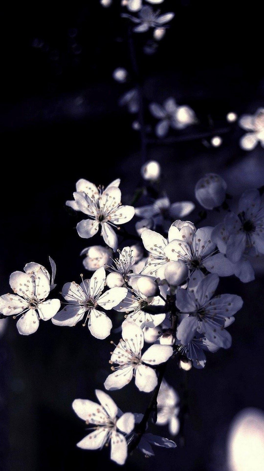 fondo de pantalla hitam,flor,planta,lila,pétalo,florecer
