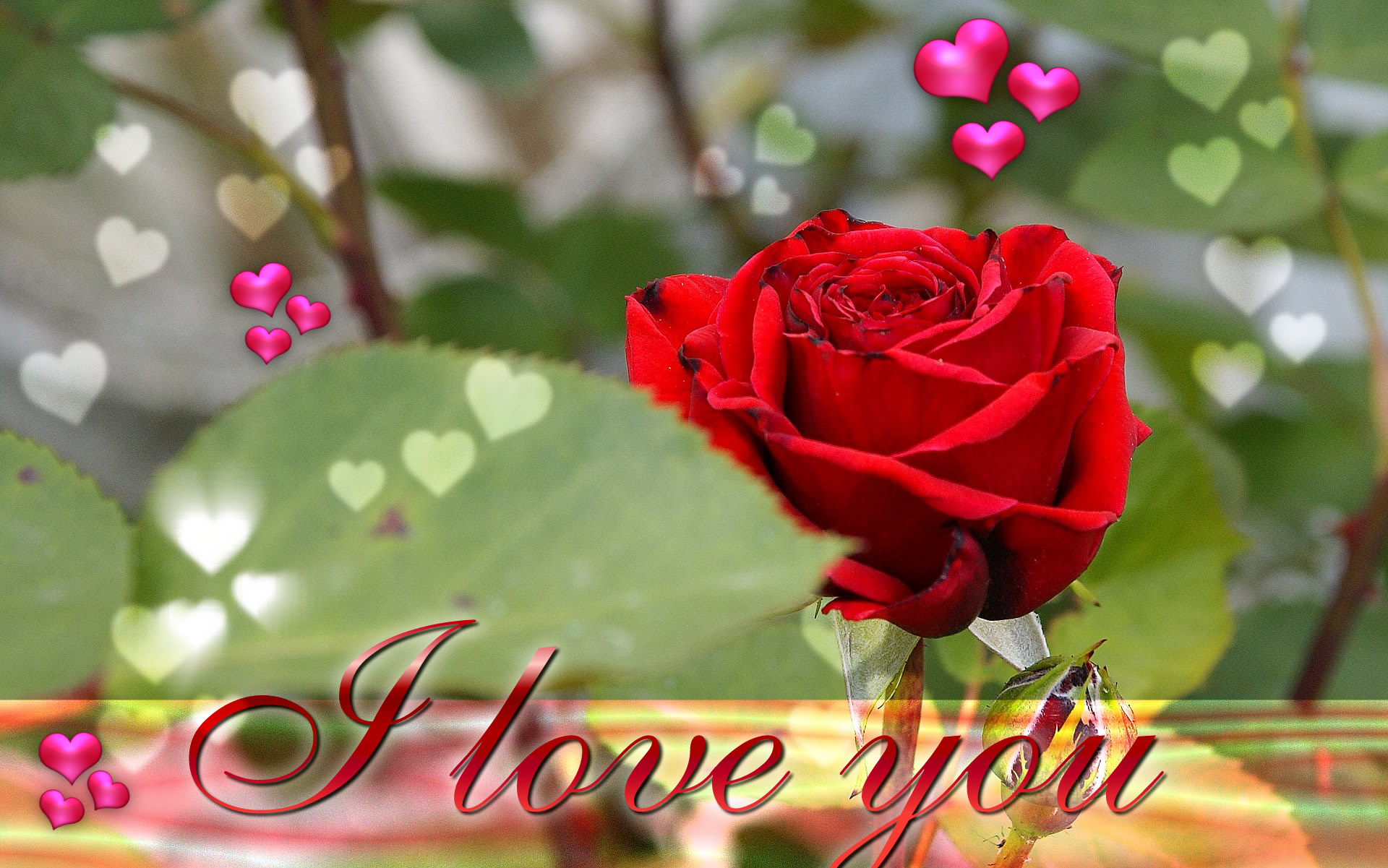 i love you wallpaper,garden roses,flower,red,rose,petal