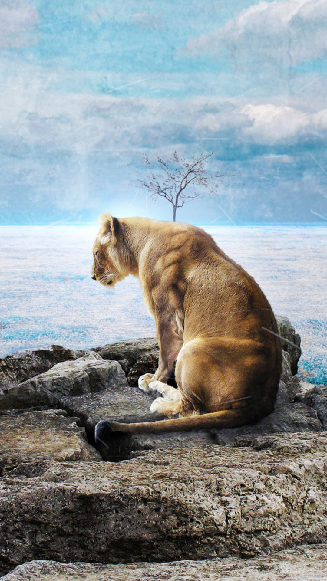 sad wallpapers for whatsapp,felidae,wildlife,carnivore,terrestrial animal,lion