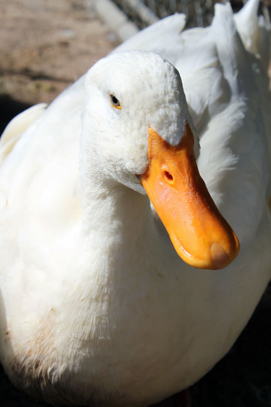 態度の壁紙,鳥,アヒル,水鳥,アヒル,ガチョウ