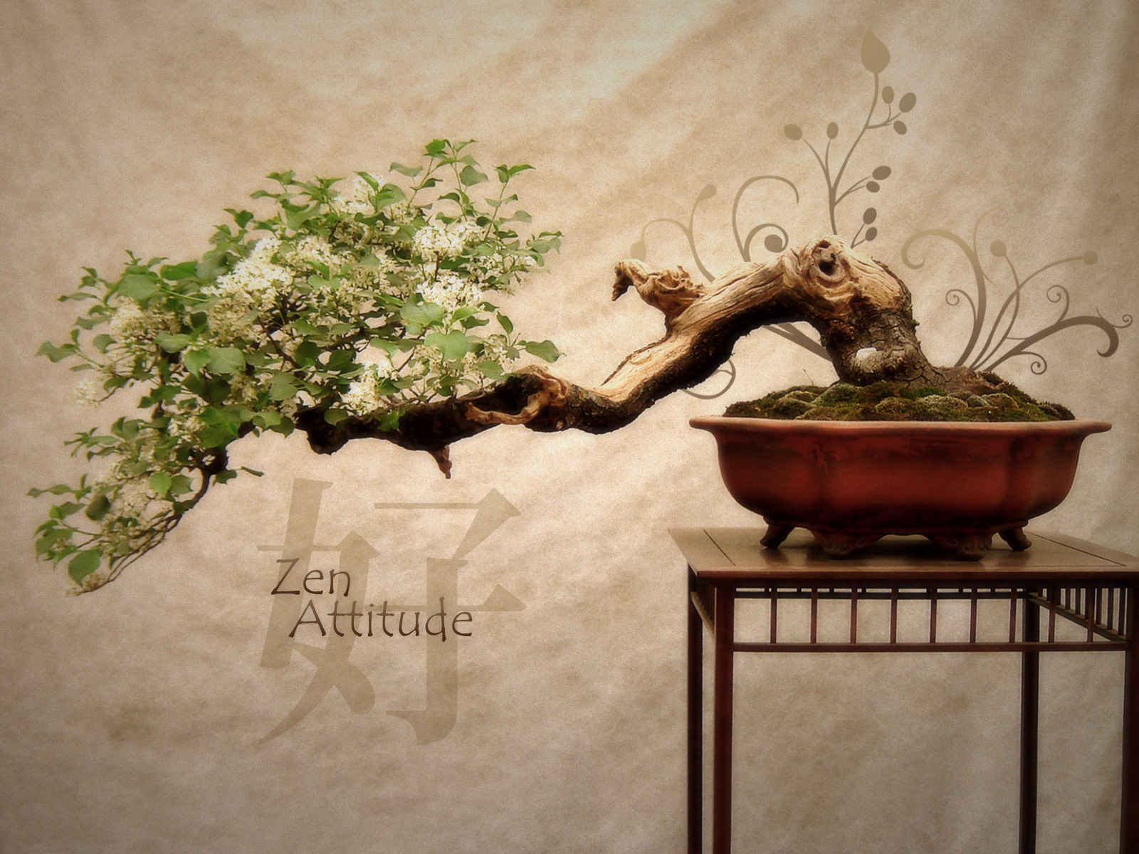 actitud fondo de pantalla,planta de casa,bonsai,maceta,pared,planta
