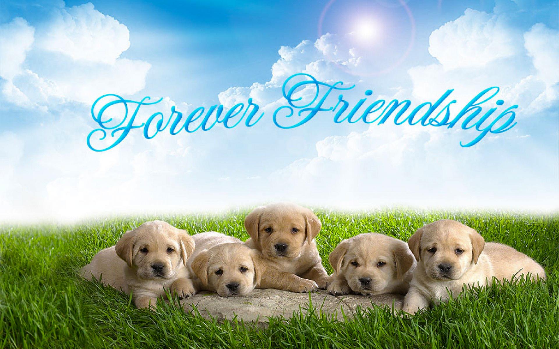sfondi giorno dell'amicizia,cane,cucciolo,natura,golden retriever,erba