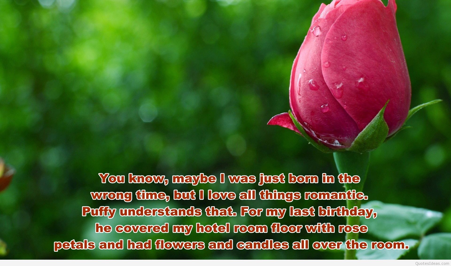 romantico sfondo hd,fiore,germoglio,pianta,rosa,petalo